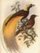 Golden Bird of Paradise Poster Print by Alastair Reynolds - Item # VARPDXCC3301